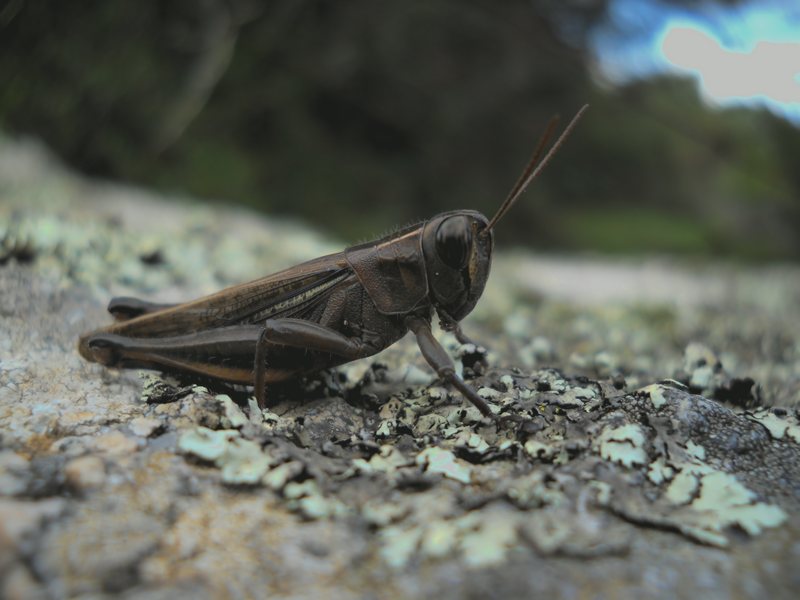 Cavalletta dalla Gallura: Eyprepocnemis plorans